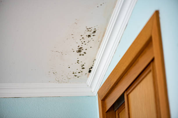 Best Mold Prevention Services  in Chevy Chase Village, MD